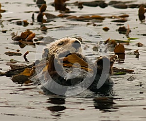 California Sea Otter in Kelp