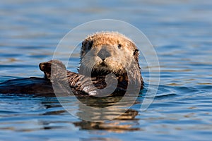 California Sea Otter