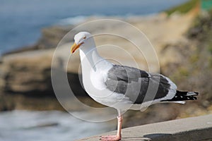 California Seagull on Cliff Beside Ocean