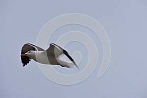 California Seagull in flight against a blue sky, 1.