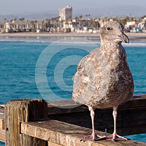A California seagull standing upon a wooden pier