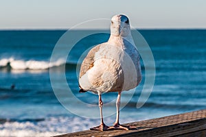 A California Seagull Stands on the Oceanside, California Fishing Pier