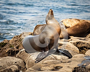 California Seal Lion posing for portrait on the rocks