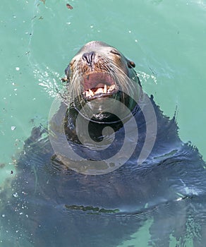 California Sealion