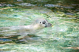 California sealion.