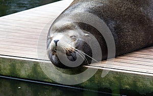 California sealion relaxing