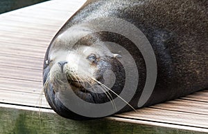 California sealion relaxing