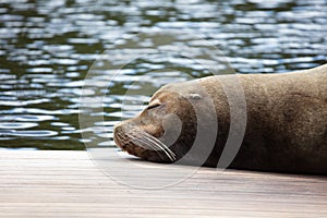 California sealion relaxing