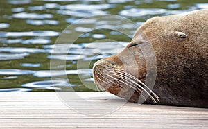 California sealion relaxing