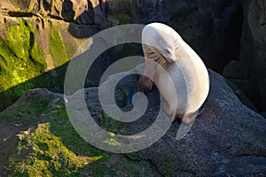 california sealion in wildlife nature. photo of sealion in wildlife fauna. sealion at rock.