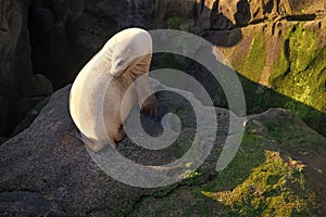 california sealion in wildlife nature. photo of sealion in wildlife fauna. sealion at rock.