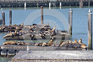 California sealions resting on wooden platforms.