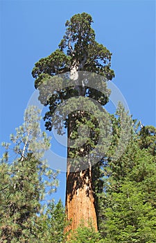 California, Sequioa National Park: General Grant Sequoia in General Grant Cove