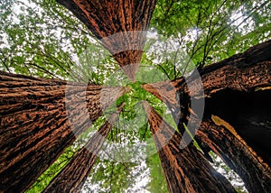 California Sequoia Trees photo