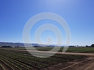 California Series: Agriculture Field in Gilroy