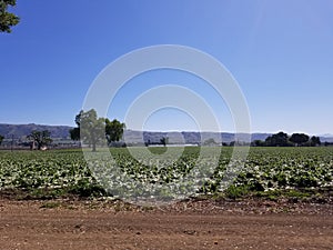 California Series: Agriculture Field in Gilroy photo