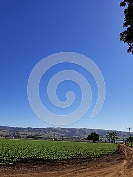 California Series: Agriculture Field in Gilroy photo