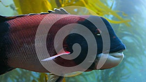 California sheephead swimmimg undersea at shallow water