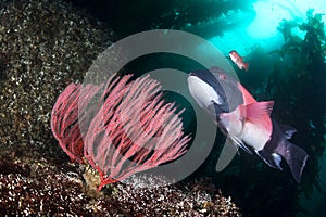 California sheepshead