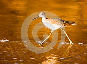 California Shorebird ~ Sandpiper Wades At The Beach During Golden Sunset