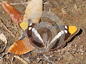 California Sister(Adelpha californica) perched on the ground.