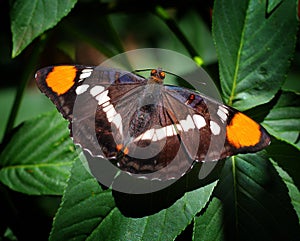 California Sister Butterfly