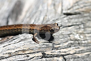 California Slender Salamander (Batrachoseps attenuatus)