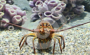 California Spiny Lobster