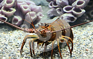 California Spiny Lobster