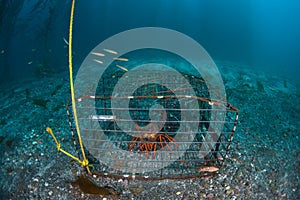 Spiny Lobster in Trap Off Coast of California