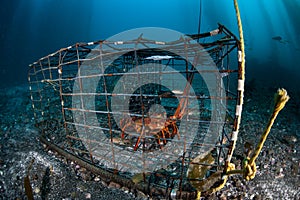 California Spiny Lobster in Trap Off Coast of California