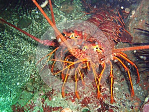 The California spiny lobsters at NOAA Channel Islands National Marine Sanctuary are ready for the weekend photo