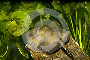 California Spotted Stingray