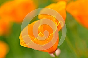 California Spring Poppy Macro Close Up