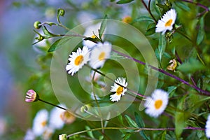 California Spring time macro white daisy flower