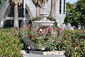 California State Capitol World Peace Rose Garden (McKinley Rose Garden) in Sacramento, California