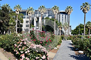 California State Capitol World Peace Rose Garden (McKinley Rose Garden) in Sacramento, California