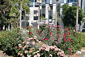 California State Capitol World Peace Rose Garden (McKinley Rose Garden) in Sacramento, California