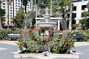 California State Capitol World Peace Rose Garden (McKinley Rose Garden) in Sacramento, California