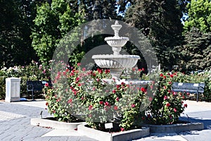 California State Capitol World Peace Rose Garden (McKinley Rose Garden) in Sacramento, California