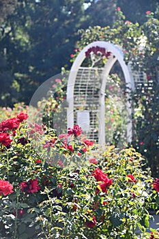 California State Capitol World Peace Rose Garden (McKinley Rose Garden) in Sacramento, California