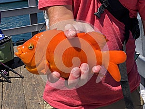 California State fish, the Girabaldi, caught and released in Santa Catalina Island, California, USA