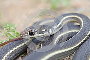 California Striped Racer Snake Coluber lateralis lateralis close up