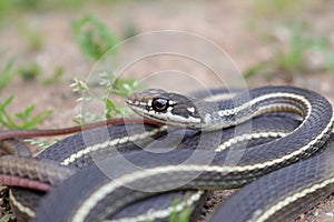 California Striped Racersnake Coluber lateralis lateralis snake coiled closeup in Southern California