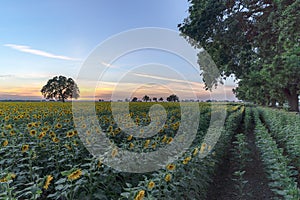 California sunflower field with lone tree and sunset