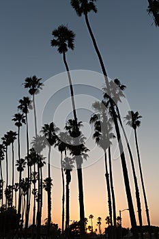 California sunset Palm tree rows in Santa Barbara