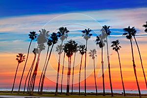 California sunset Palm tree rows in Santa Barbara