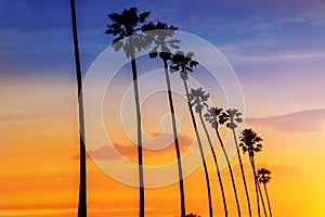 California sunset Palm tree rows in Santa Barbara