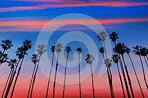 California sunset Palm tree rows in Santa Barbara