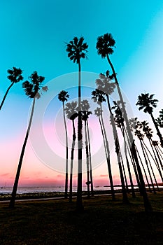 California sunset Palm tree rows in Santa Barbara